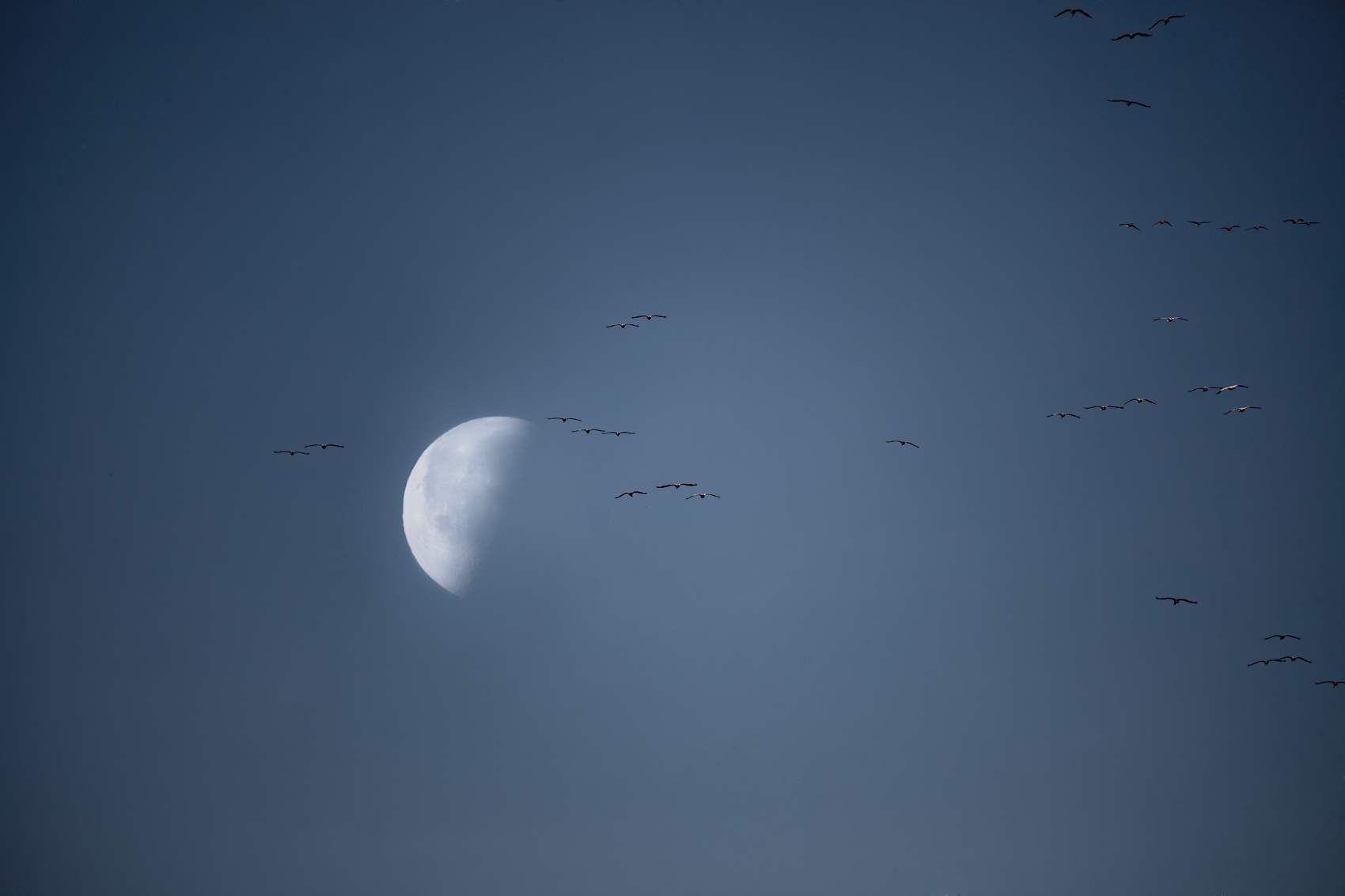 Home kranichflug vor mond