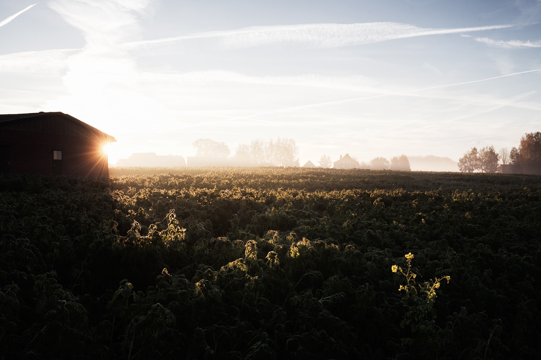 Home tau am morgen gesmold