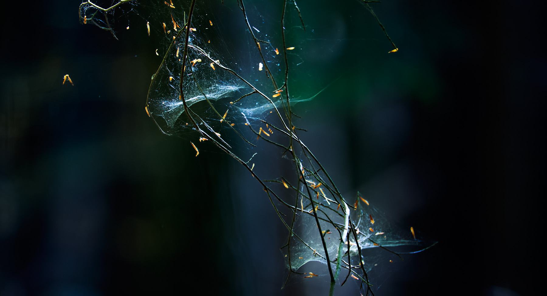 Home olympus digital camera