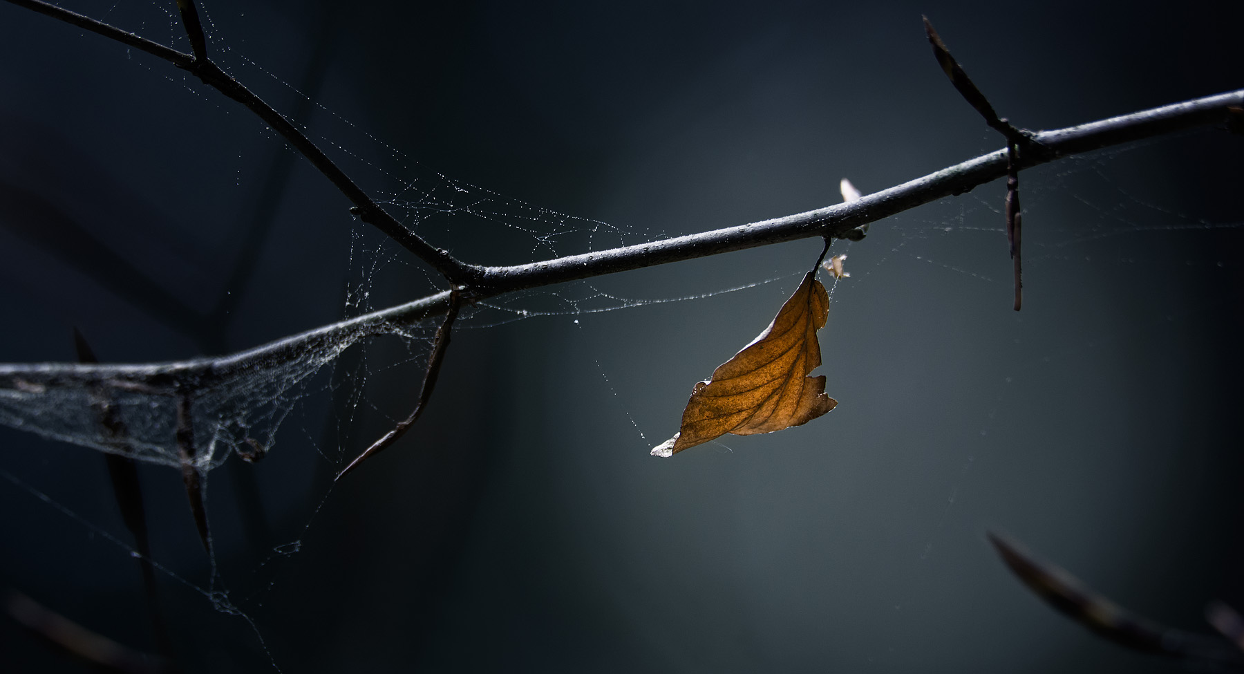 Home olympus digital camera