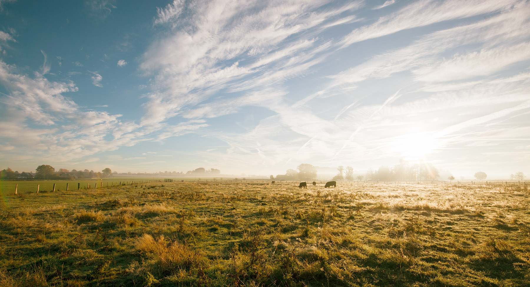 Home kuehe an frostigem morgen slide