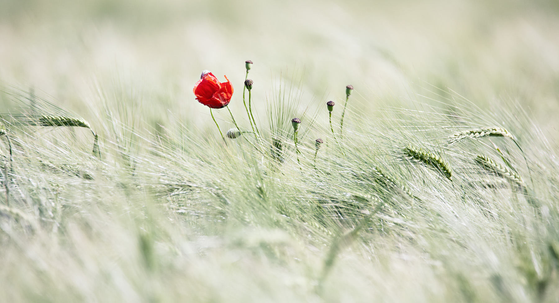 Home mohngestalt slide