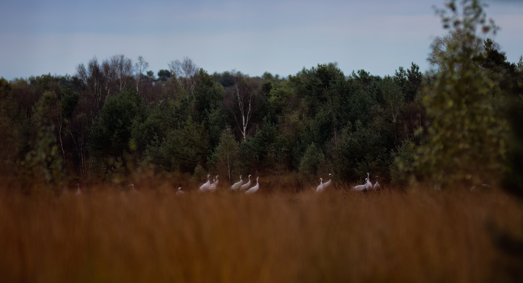 Home Schlafplatz der Kraniche