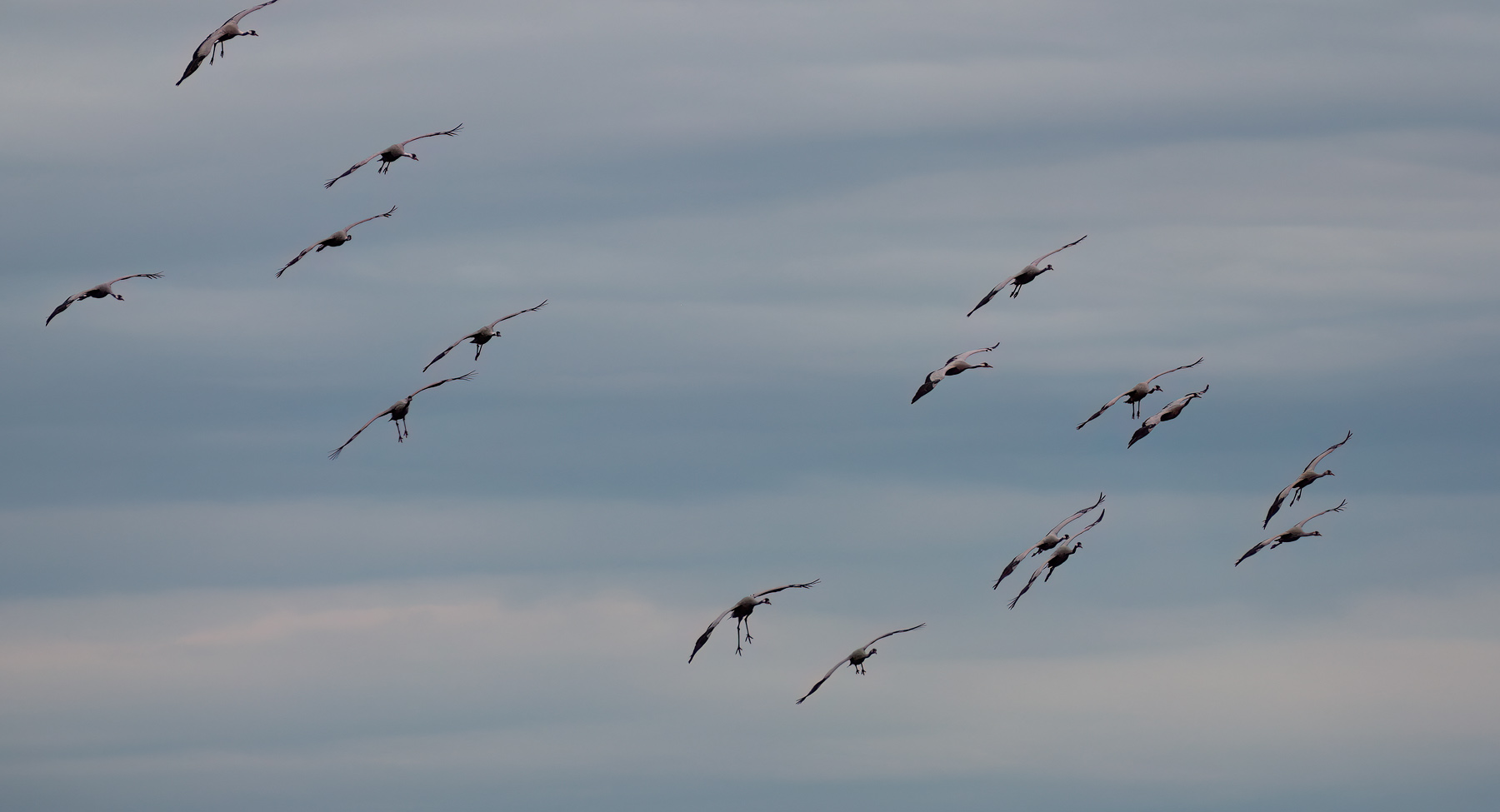 Home Kranicheinflug am Abend