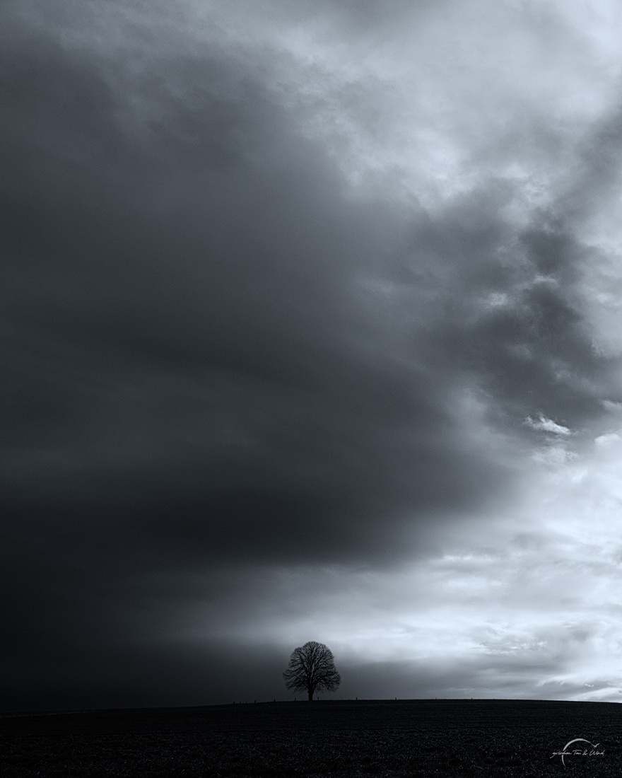 Baum melle