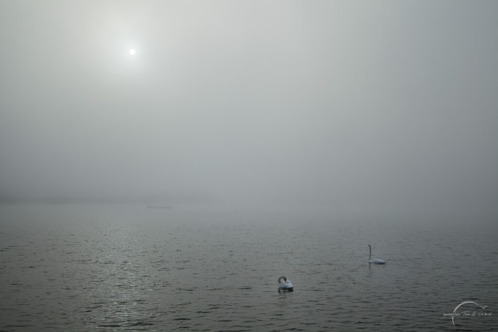 Nebelstimmung am Morgen in Niederspree
