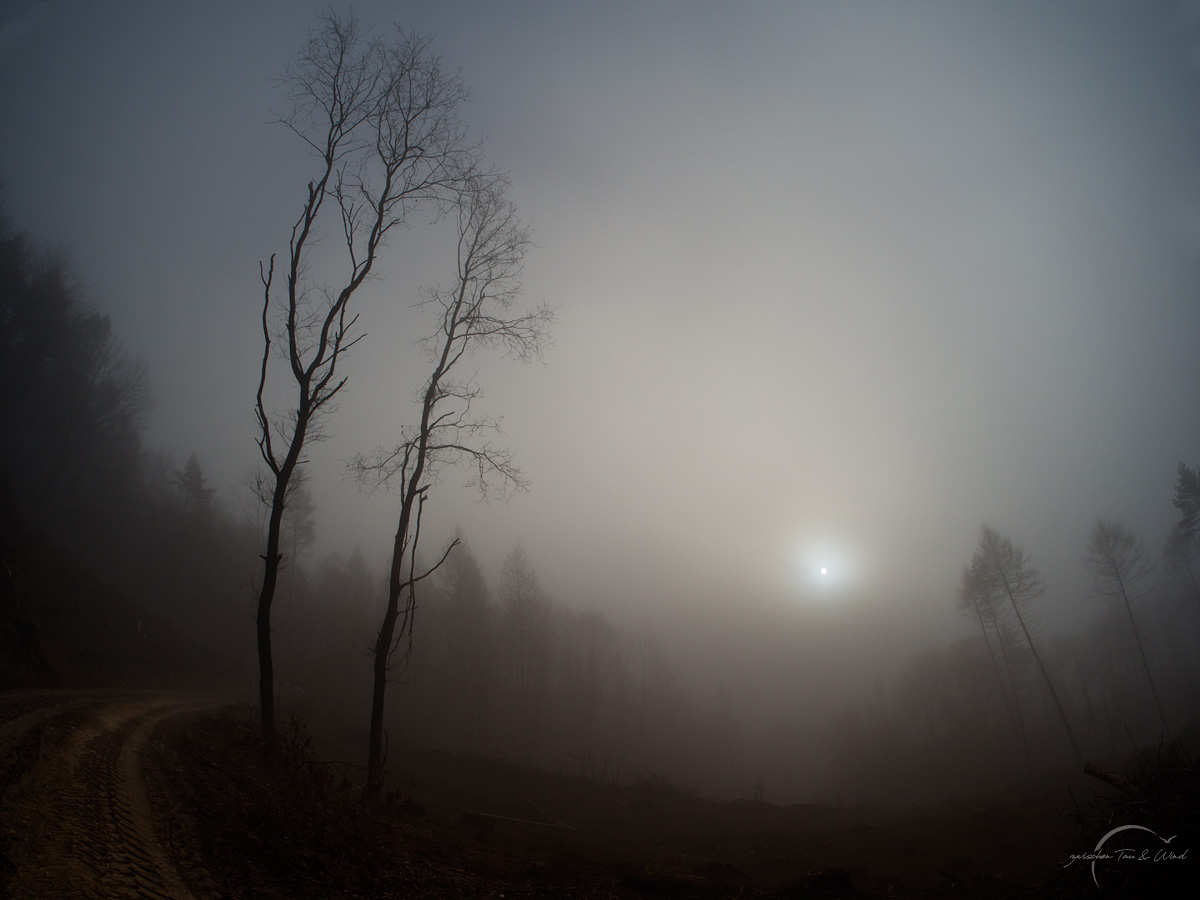 Morgens im Nebelwald