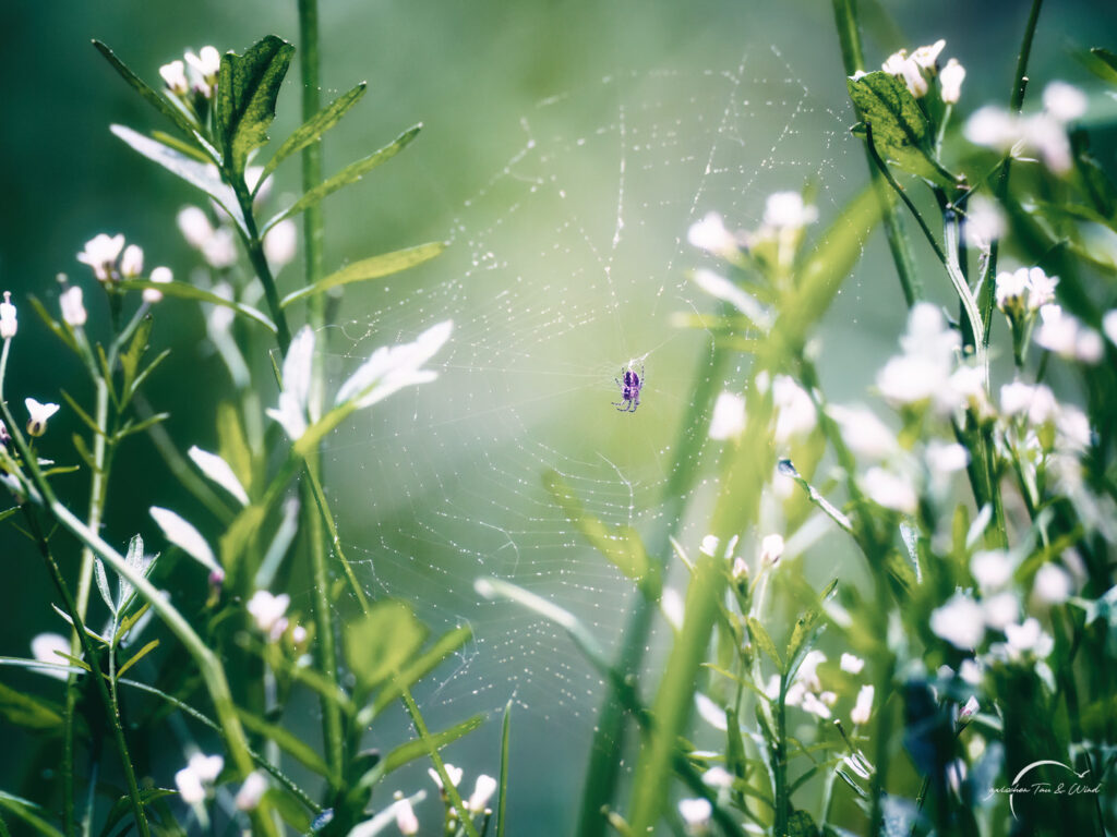 Spinnennetz im Wald