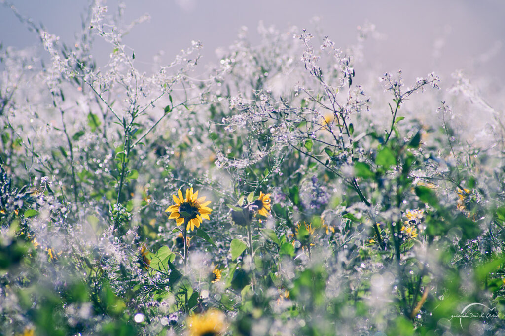 Sonnenblume im Eisfeld