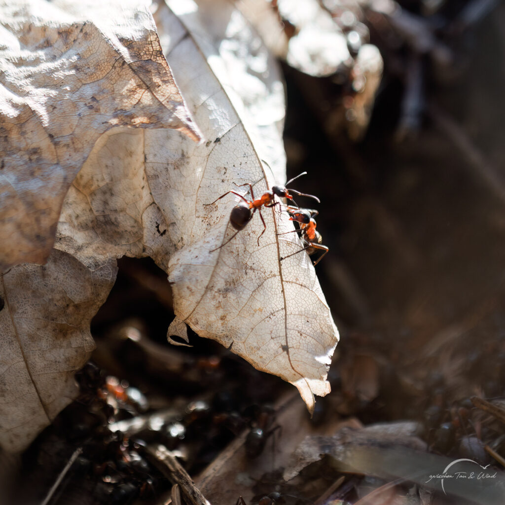 Zwei Ameisen im Gerangel. Kontemplative Fotografie aus dem Projekt "Zwischen Tau und Wind" von Katrin Jeschke