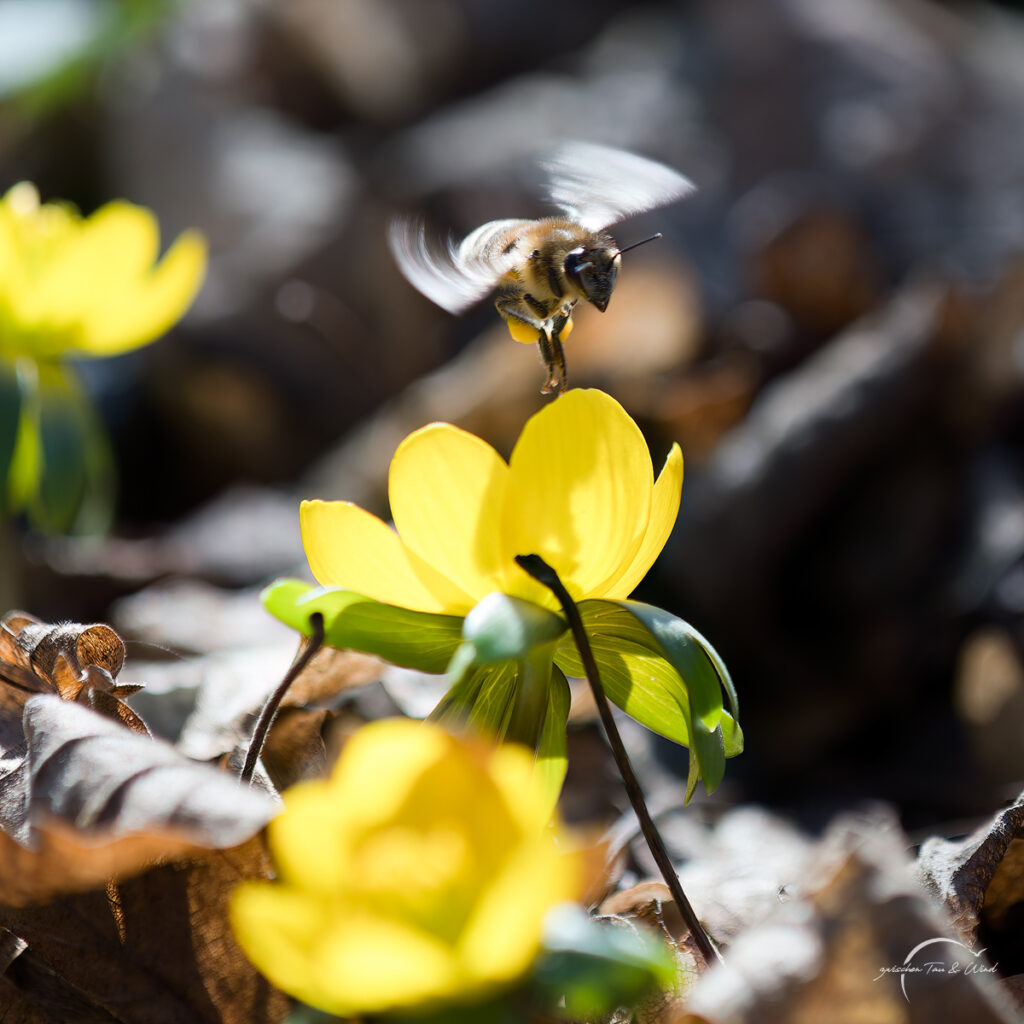 Biene im Anflug auf einen Winterling. Kontemplative Fotografie aus dem Projekt "Zwischen Tau und Wind" von Katrin Jeschke