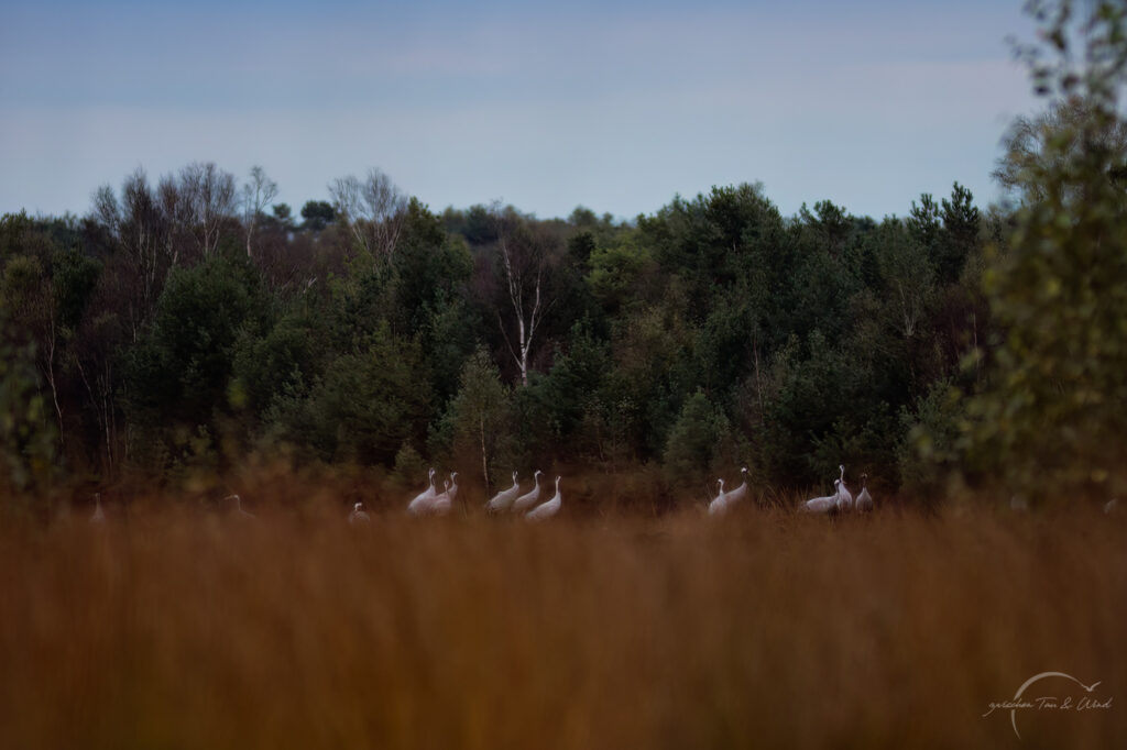 Schlafplatz der Kraniche im Uchter Moor. Kontemplative Fotografie aus dem Projekt "Zwischen Tau und Wind" von Katrin Jeschke