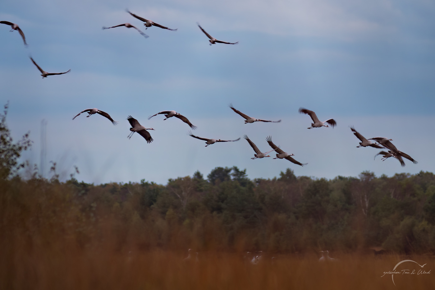Kranicheinflug am Abend im Uchter Moor. Kontemplative Fotografie aus dem Projekt "Zwischen Tau und Wind" von Katrin Jeschke