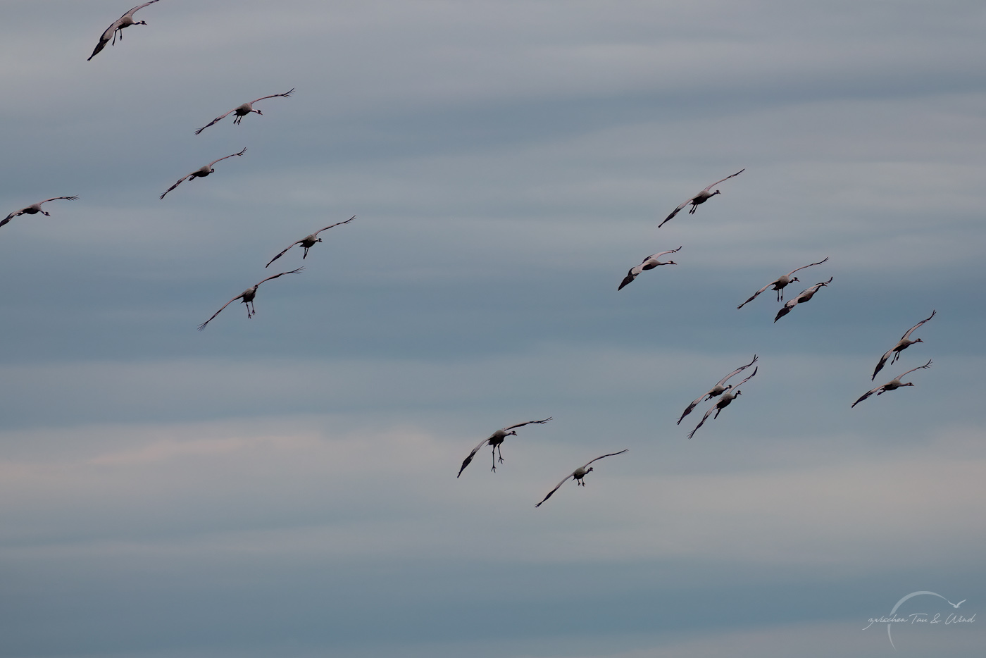 Kranicheinflug am Abend im Uchter Moor. Kontemplative Fotografie aus dem Projekt "Zwischen Tau und Wind" von Katrin Jeschke