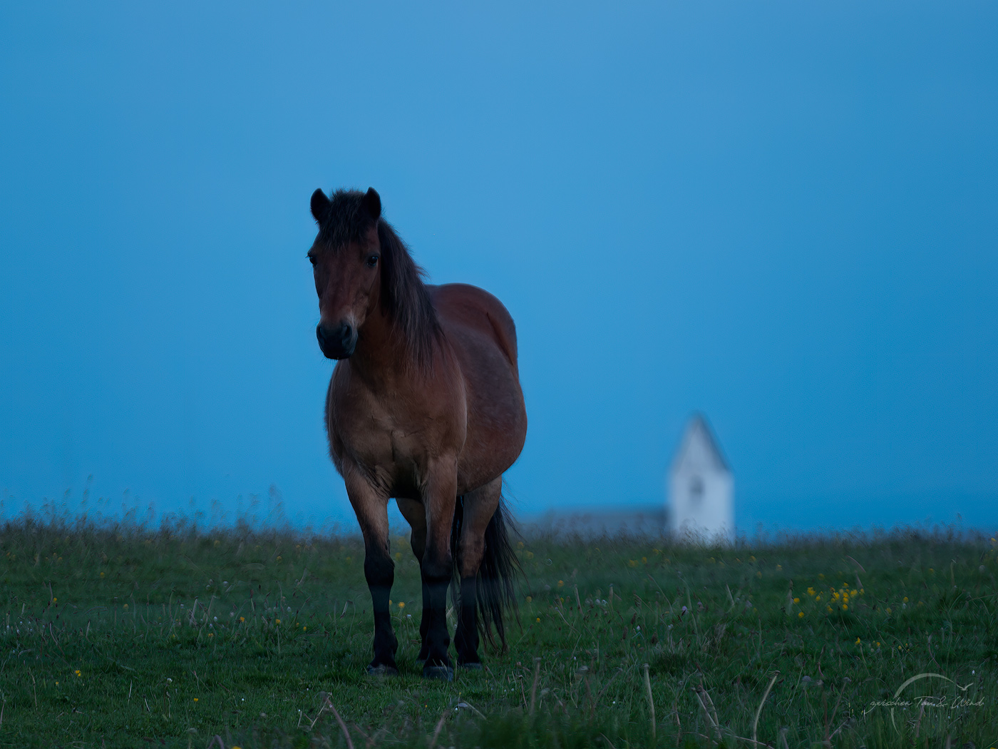Abendstimmung mit einem braunen Pferd auf einer Wiese vor einer unscharfen Kapelle. Kontemplative Fotografie aus dem Projekt "Zwischen Tau und Wind" von Katrin Jeschke