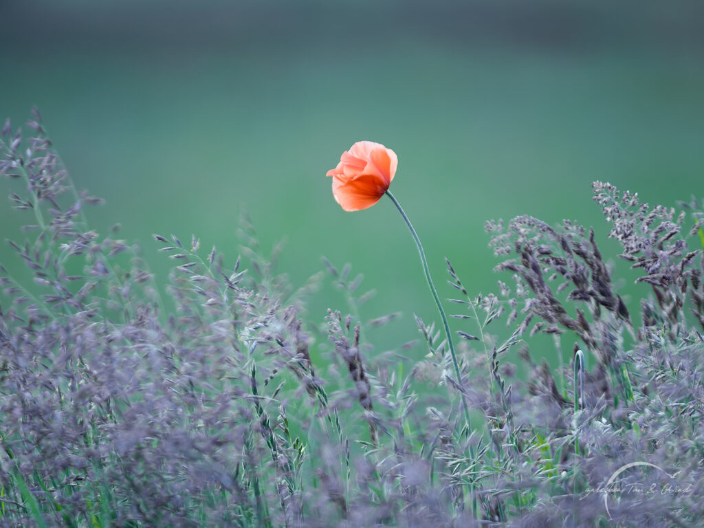 Einzelne Mohnblume im Feld in kühler Lichtstimmung. Kontemplative Fotografie aus dem Projekt "Zwischen Tau und Wind" von Katrin Jeschke