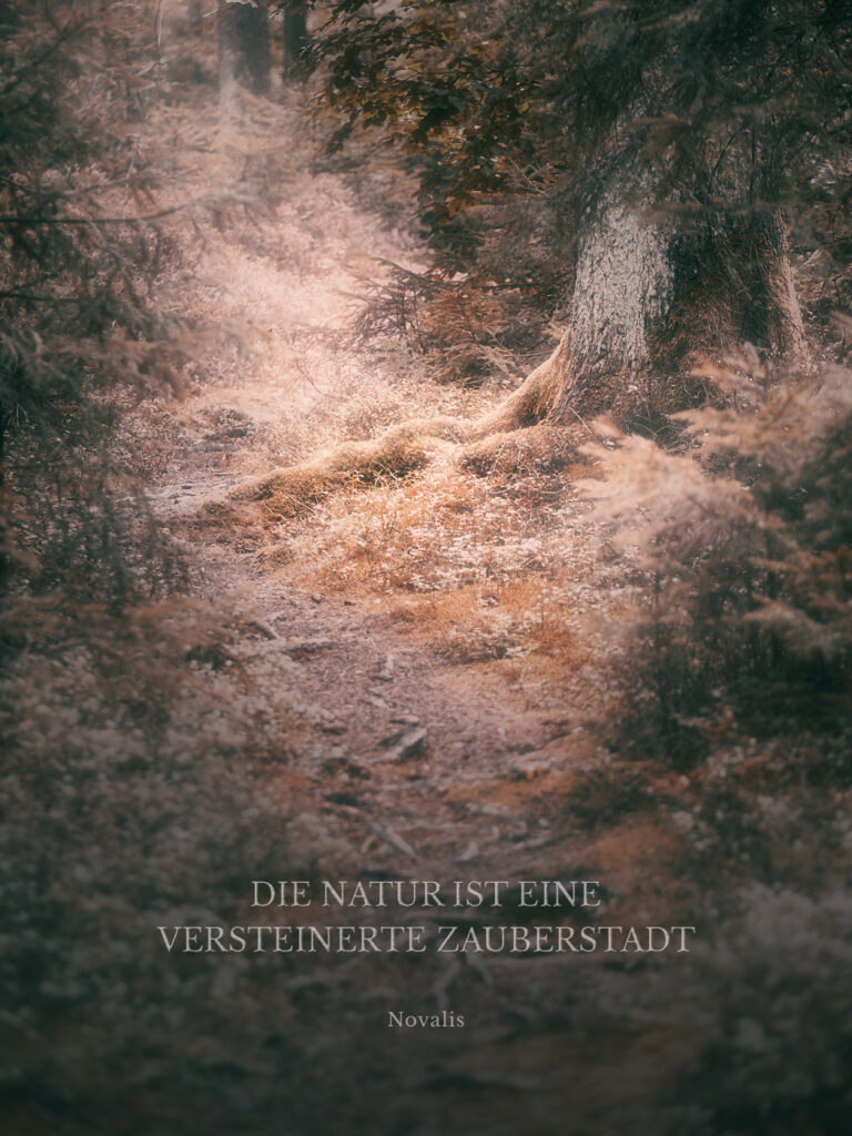 Verzauberter Waldweg im Nebel in Kupfertönen mit einem Text von Novalis: "Die Natur ist eine versteinerte Zauberstadt" Kontemplative Fotografie aus dem Projekt "Zwischen Tau und Wind" von Katrin Jeschke