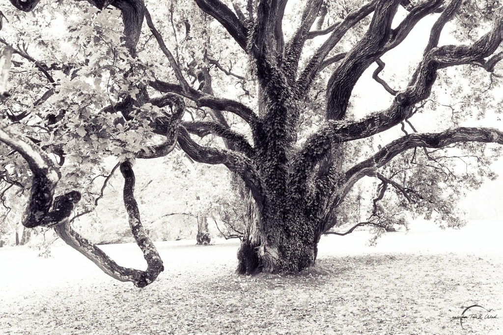 Schwarz-weiß-Aufnahme mit leichter Sepiatonung von einem uralten Baum im Schlosspark Sychrov (Tschechien). Kontemplative Fotografie aus dem Projekt "Zwischen Tau und Wind" von Katrin Jeschke