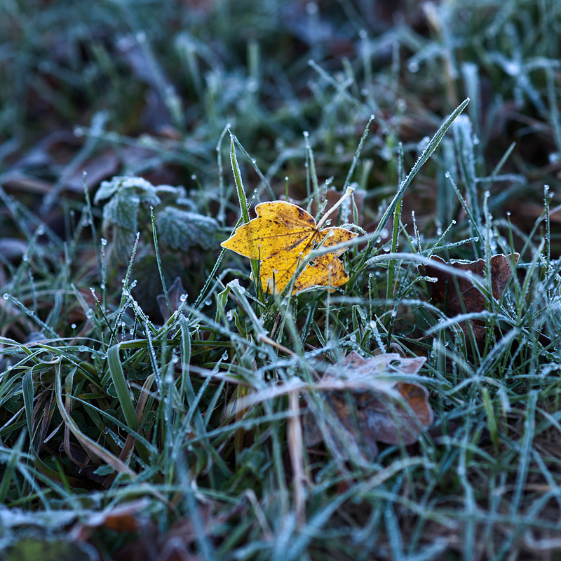 Einsames Blatt auf einer Wiese im Morgentau. Kontemplative Fotografie aus dem Projekt "Zwischen Tau und Wind" von Katrin Jeschke